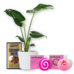 Plant, garden: The "Pamper Me" Indoor Plant Gift Set (Shipping included)