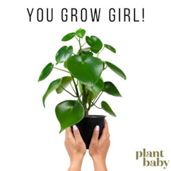 Plant, garden: You Grow Girl!