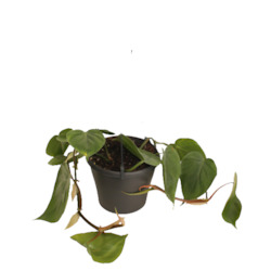 Plant, garden: Heartleaf Philodendron (includes Shipping)