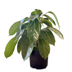 Umbrella Tree (shipping included)