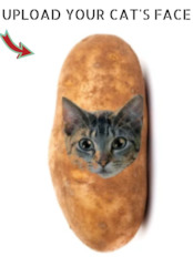 Home Page: Potato Kitty