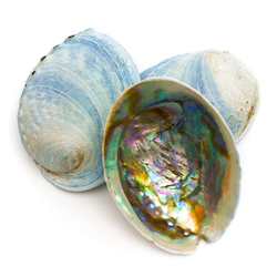 Paua Shell