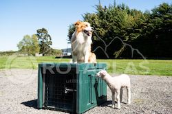 Manufacturing: The Dog Box