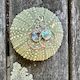 Paua shell earrings
