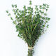 Thyme - bunch