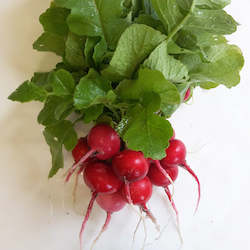 Vegetable growing: Radish, red - bunch