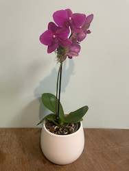 Phalaenopsis Orchid Plant Small