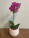 Phalaenopsis Orchid Plant Small