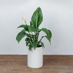 Flower: Peace Lily