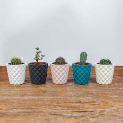 Cactus in small coloured pot