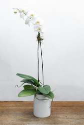 Flower: Phalaenopsis Orchid Plant