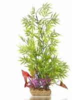 Flora bamboo tank plant - seed and feed