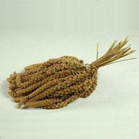 Millet sprays - seed and feed