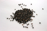 Seed wholesaling: Buckwheat organic - seed and feed