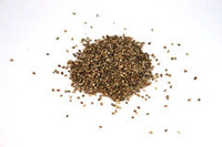 Japanese millet - seed and feed