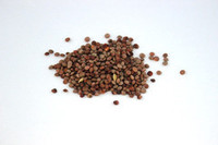 Seed wholesaling: Lentils - seed and feed