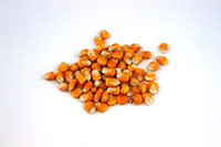 Seed wholesaling: Machine dressed maize - seed and feed