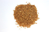 Naked oats - hulled oats - seed and feed