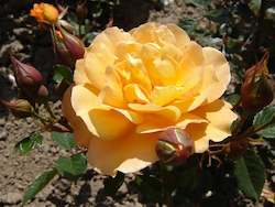 Bare Rooted Roses: Faithful Companion (Geaaura)