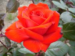 Roses For Illness Bereavement: Spirit of Hope (Machahei) PVR