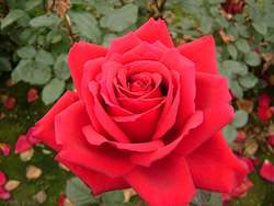 Roses For Illness Bereavement: Loving Memory (Korgund)