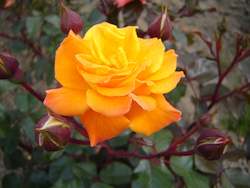 Roses For Celebrations: Golden Oldie (Macgolold)