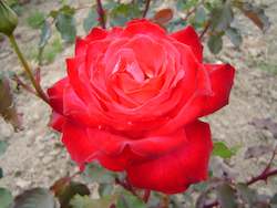 Roses For Love Friendship: Mon Cheri (Arocher)