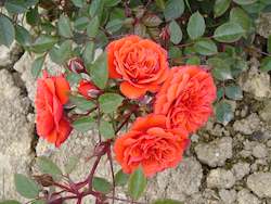 Patio Roses: Kaikoura (Macwalla)