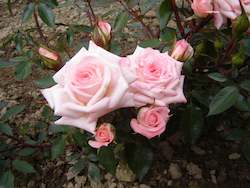 Patio Roses: Minnie Pearl (Savahowdy)