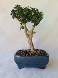 Bonsai Trees: Bonsai Boxwood (Buxus)