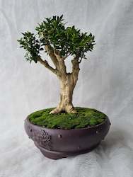 Bonsai Boxwood (Buxus)
