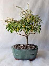Bonsai Trees: Bonsai Lily of the Valley(Convallaria majalis)