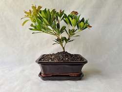Bonsai Lily of the Valley(Convallaria majalis)