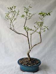 Bonsai Trees: Bonsai Chinese Privet (Ligustrum)
