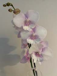 Phalaenopsis Orchid ~ Pink Flush