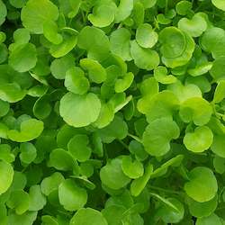 Salad Range: Watercress Medium Leafed