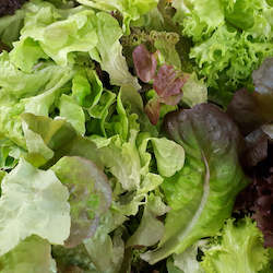Salad Range: Mixed Lettuce