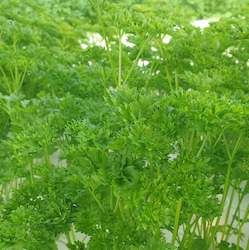 Herbs: Curly Parsley