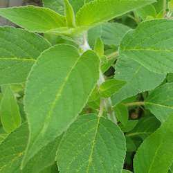 Herbs: Pineapple Sage