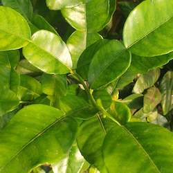 Herbs: Lime Leaves