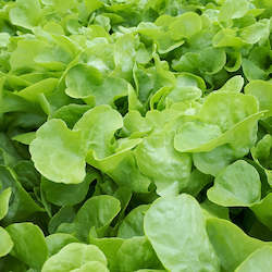 Salad Range: Hydroponic Lettuce Heads