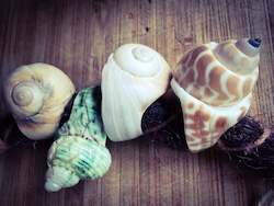 Natural Dread Decor: Sea spirit shells