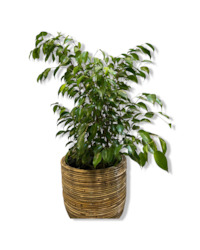 Gift: Ficus Evergreen 50cm