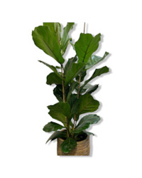 Gift: Ficus Lyrata Double Stem 130cm