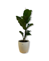 Gift: Ficus Lyrata 3.3L