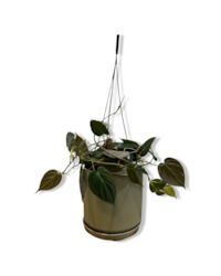 Gift: Philodendron Mican 12cm