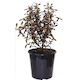 Corokia Frosted Chocolate 4L