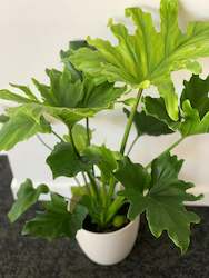 Gift: Philodendron Hope (Philodendron selloum) 14CM