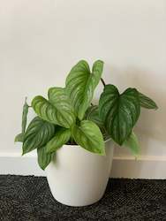 Gift: Philodendron Mamei 14CM