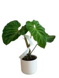 Gift: Philodendron Verrucosum